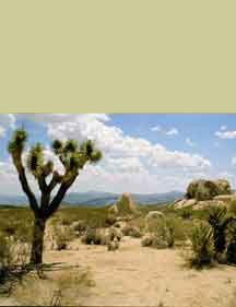 Desert Photo Composition